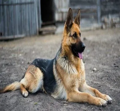 Dangerous-Dogs-–-German-Shepherd