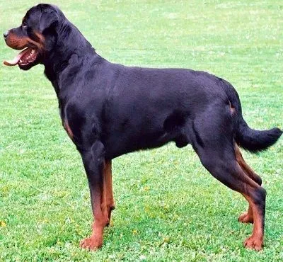 Rottweiler standing facing left